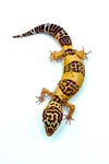 Giant Bold High Contrast Tangerine (Tremper)  (H-25)