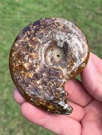 Image 7 of Ammonite Fossil | Madagascar #3051