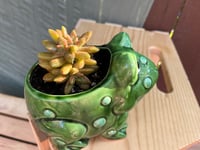 Image 2 of Happy Frog with Coppertone Stonecrop