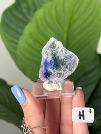 Image 8 of BLUE HALITES -TURKEY- LOT 1