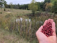 Autumn Woodland Ecology and Foraging / September 28th, 2025