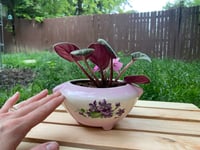 Image 2 of African Violet in Lavender Flower Bowl