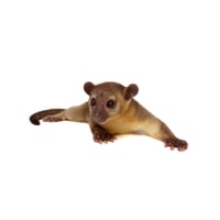 Kinkajou
