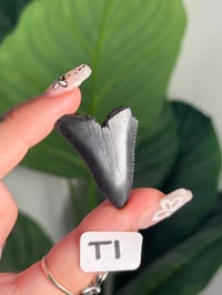 Image 20 of SMALL MEGALODON TEETH -SOUTH CAROLINA- CHOOSE YOUR OWN LOT 1