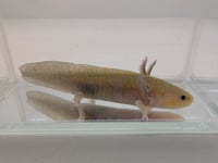 Image 1 of GFP Hypomelanistic Copper Juvenile Axolotl