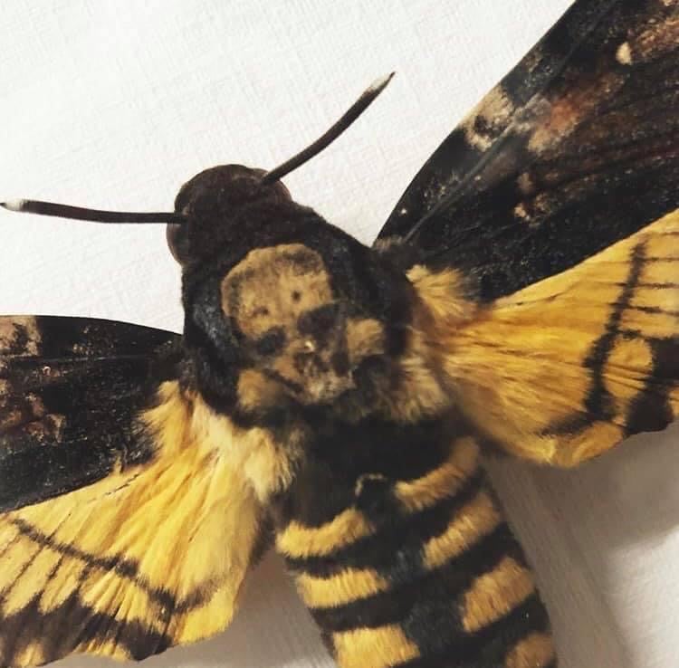 Image of Framed Death Head Hawk Moth 