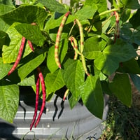 Image 1 of Purple Hull Cowpea Seeds