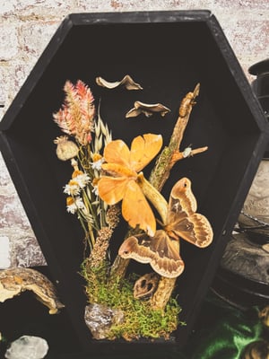 Image of Handmade Moth Coffin