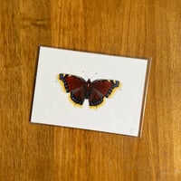 Image 2 of Butterfly Print #5 - Various Designs