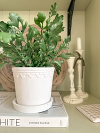 Image 4 of Simple Potted Greenery ( 3 Styles )