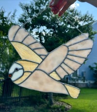 Image 2 of Barn Owl