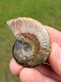 Image 3 of Opalized Ammonite Shell Fossil #2248