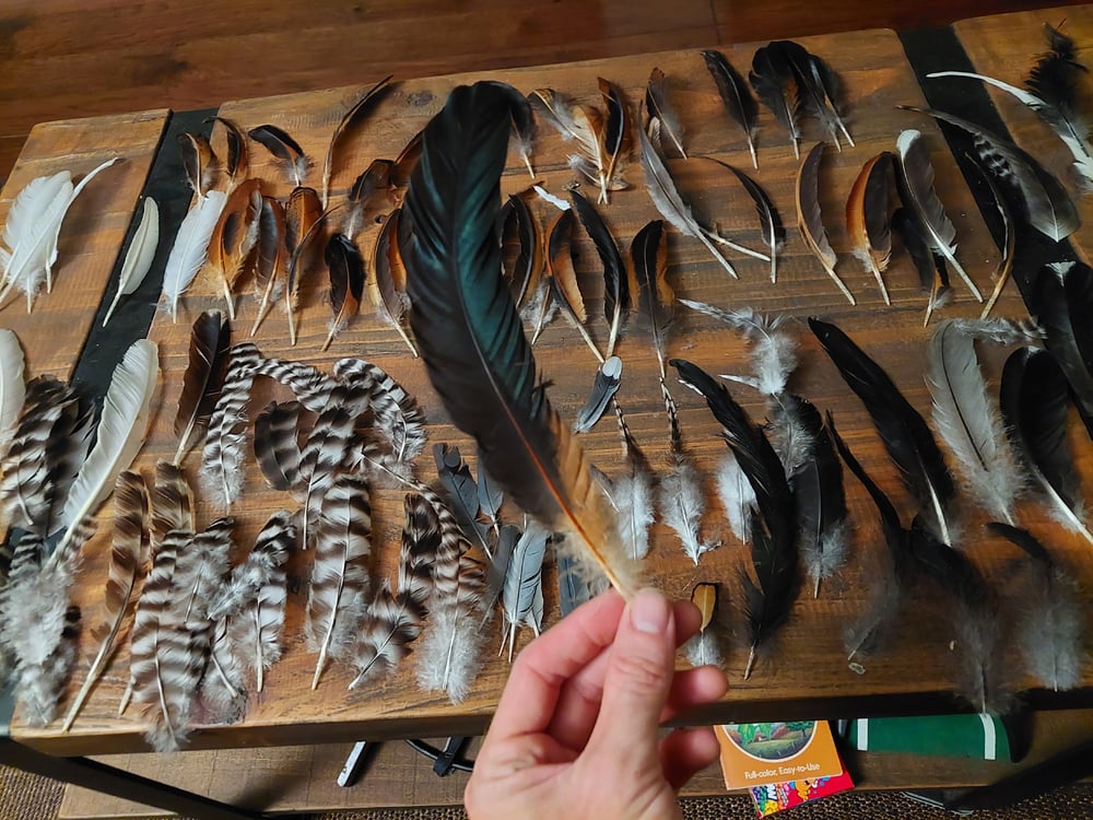 Image of FEATHERS FOR ART🪶 🖼🪶