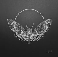 Death's Head Hawkmoth (Acherontia lachesis) Print