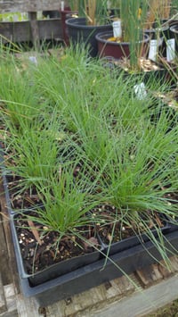 Roemer's Fescue : Festuca idahoensis ssp roemerii
