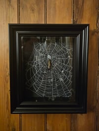 Image 3 of Large Black Box Frame With Taxiderny orbweaver Spider & Preserved Web