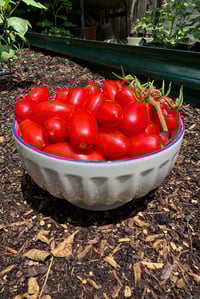 Image 1 of Juliet Tomato Seeds Hybrid