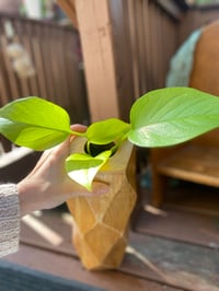 Image 1 of Lemon Lime Pothos in Tall Wooden Vase