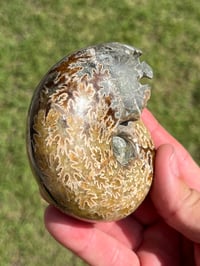 Image 11 of Ammonite Fossil | Madagascar #3022