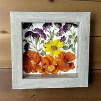 Image 4 of Chrysanthemums, Nasturtiums, and Coreopsis in a 6" X 6" Shadow Box (Item# 202502S)