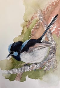 Supurb fairy-wren