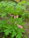 Bleeding Heart