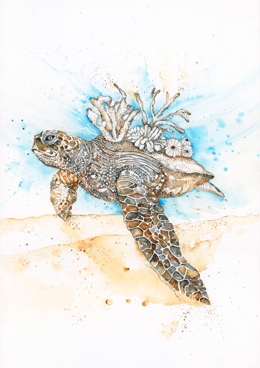 Image of Douglas the sea turtle