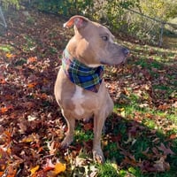 Image 1 of Slumber Pawty Collection - Tartan Plaid Pajamas - Bandana