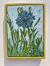 Cornflower 
