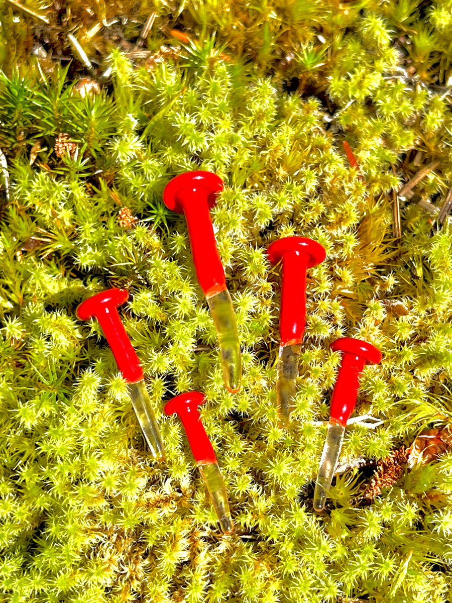 Image of 5 Red Mushroom Plant Spikes