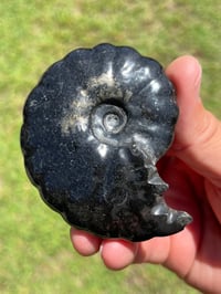 Image 9 of Black Ammonite Fossil With Pyrite | Madagascar #2634