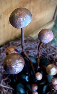 Image 4 of 🍄‍🟫 Magical Mushrooms 🍄‍🟫 