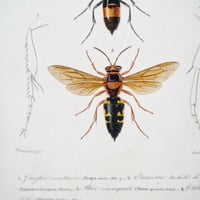 Image 13 of Illustration Ancienne Insectes