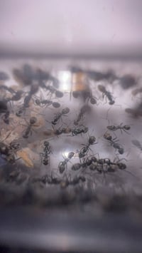 Image 1 of Iridomyrmex anceps 