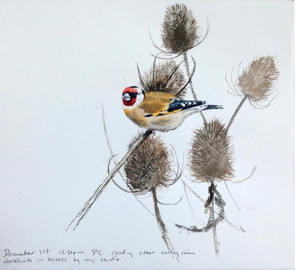 Image of Goldfinch on teasels, 1st December