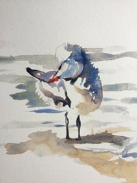 Image 3 of Caspian tern study