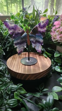 Image 5 of Fluorite Butterfly