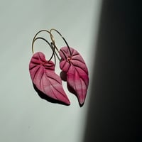 Image 2 of Aros Begonia 