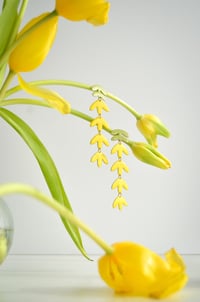 Image 3 of Tulipanes gama verdeamarillo pastel