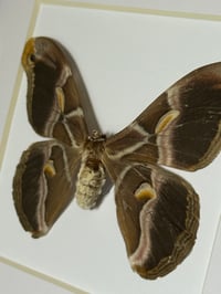 Image 1 of ailanthus silkmoth 