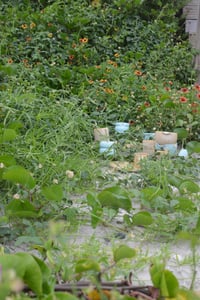 Image 2 of Matcha Duo in Whipped Honey