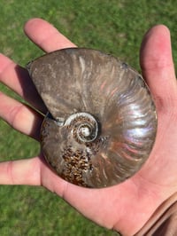 Image 5 of Purple - Rainbow Iridescent Ammonite Shell Fossil | Madagascar #2895