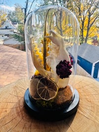 Image 1 of Fox Skull Terrarium 