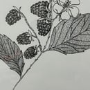 Image 2 of £50 originals - blackberry , pointillism