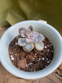 Image 2 of Ghost Echeveria in Sailboat Mug