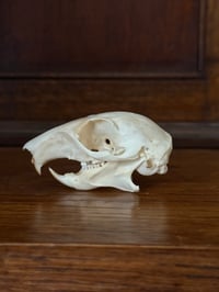 Image 2 of grey squirrel 