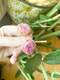 Image 4 of Rose Bud Long Dangles 