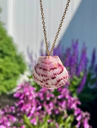 Image 1 of Scallop Shell Necklace N180