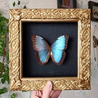 Blue Morpho Peleides