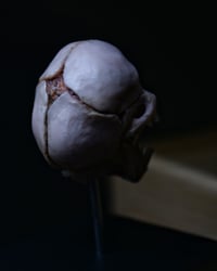Image 11 of Vampire fetal skull, original art, dark academia